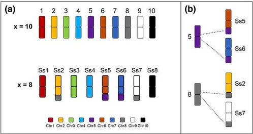 我校國家甘蔗工程技術研究中心鄧祖湖團隊開發(fā)甘蔗染色體全涂染探針揭示甘蔗復合體不同物種間染色體融合